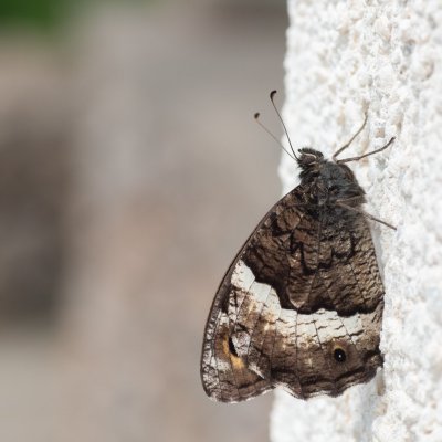 Hipparchia fagi (okáč medyňkový), HR, Jablanac