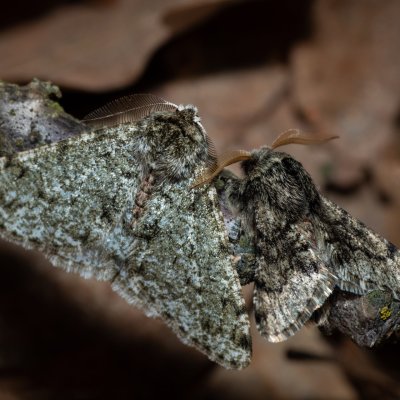 Phigalia pilosaria (drsnokřídlec hrušňový), Apocheima hispidaria (drsnokřídlec dubový), Kamenný vrch
