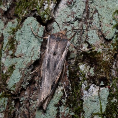 Xylena exsoleta (dřevobarvec bodlákový), Žebětín