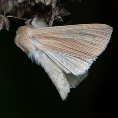 Mythimna pallens (plavokřídlec stepní), u PP Černice