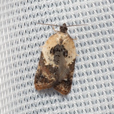 Acleris variegana (obaleč borůvkový), PR Turold