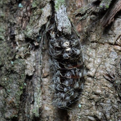 Lymantria monacha (bekyně mniška), Žebětín