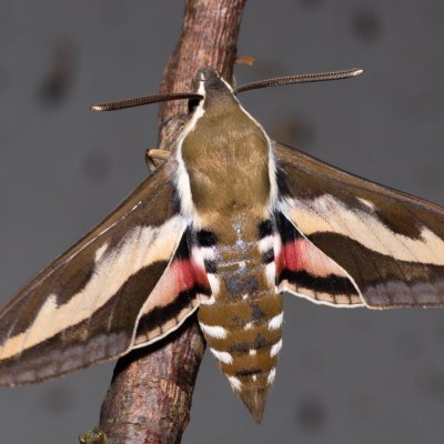 Hyles gallii (lišaj svízelový), Hrabětice