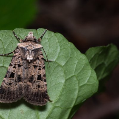 Chersotis multangula (osenice mnohoskvrnná), NPR Děvín