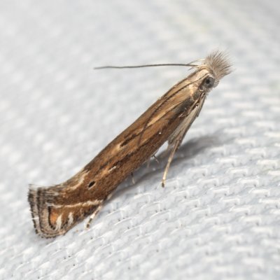 Isophrictis sp., Hády