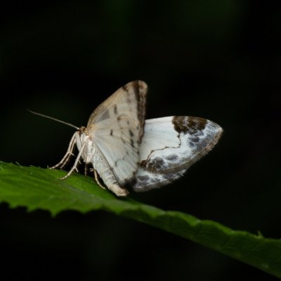 Mesoleuca albicillata (píďalka maliníková), Augšperský potok