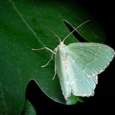Hemithea aestivaria (zelenopláštník trnkový), PR Kamenný vrch