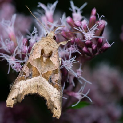 Phlogophora meticulosa (blýskavka mramorovaná), PP Augšperský potok