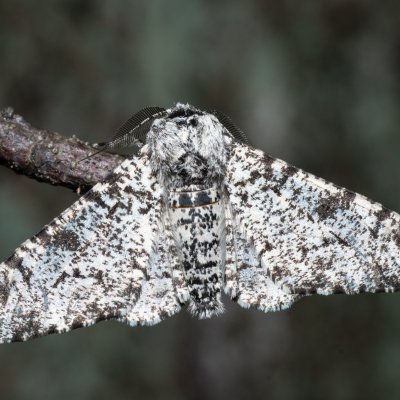 Biston betularia (drsnokřídlec březový), Žebětín