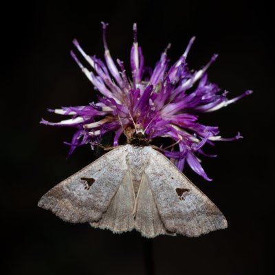 Lygephila pastinum (hnědopáska obecná), PP Na cvičišti