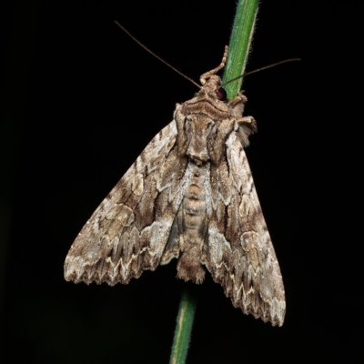 Apamea monoglypha (šedavka trávová), Žebětín