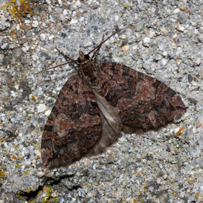 Hydriomena furcata (píďalka jívová), SK, Štôla