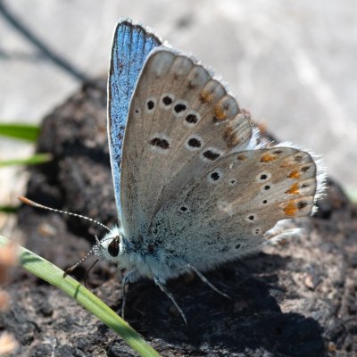 Polyommatus dorylas (modrásek komonicový), HR, Velika kosa, Velebit