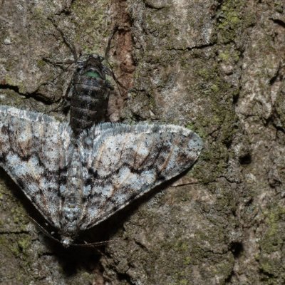Agriopis leucophaearia (tmavoskvrnáč dubový), Žebětín