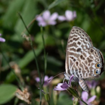 Leptotes pirithous (modrásek tažný), HR, Jablanac