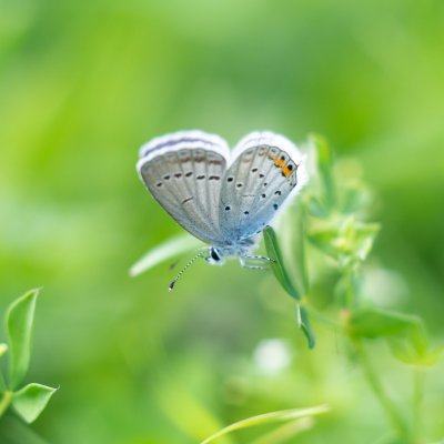 Cupido argiades (modrásek štírovníkový), Lichnov