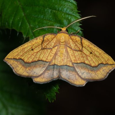 Epione repandaria (zejkovec topolový), Augšperský potok