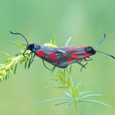 Zygaena viciae (vřetenuška komonicová), PP Obůrky - Třeštěnec