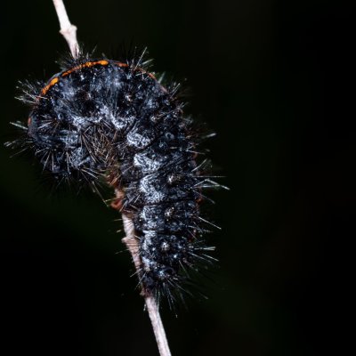 Spiris striata (přástevník jestřábníkový), Havranické vřesoviště