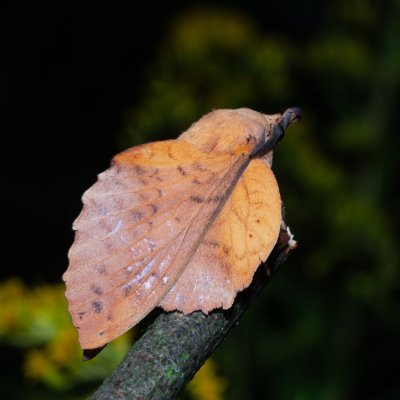 Gastropacha populifolia (bourovec osikový), Hrabětice