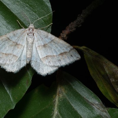 Mesotype parallelolineata (píďalka pampelišková), Žebětín