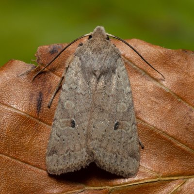 Agrochola laevis (polnice šťovíková), Kamenný vrch