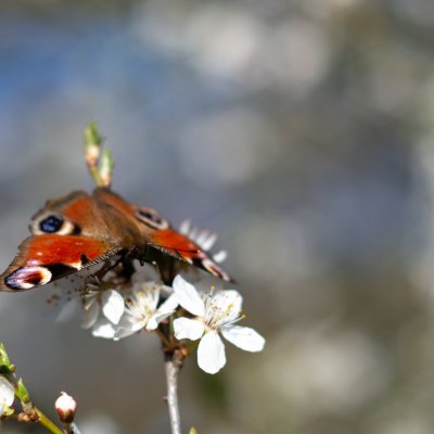 Aglais io (babočka paví oko), Podkomorské lesy