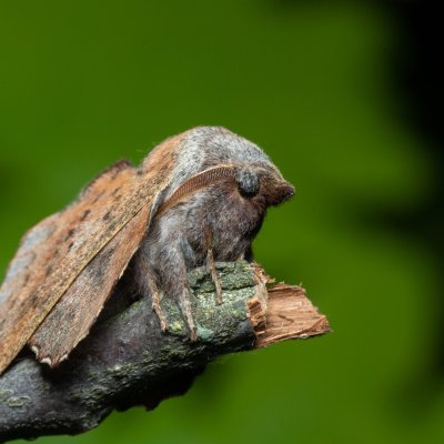 Phyllodesma tremulifolia (bourovec zejkovaný), PR Bosonožský hájek