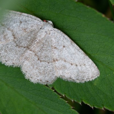 Gnophini sp., SK, Zadné Meďodoly, Tatry
