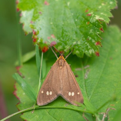 Dysauxes ancilla (běloskvrnáč lišejníkový), Hvízdalka, Omice