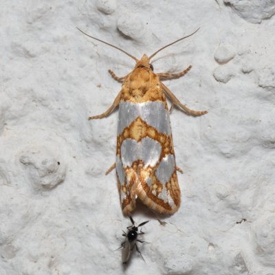 Eugnosta lathoniana (-), HR, Jablanac