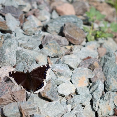 Nymphalis antiopa (babočka osiková), Říčky v Orlických horách