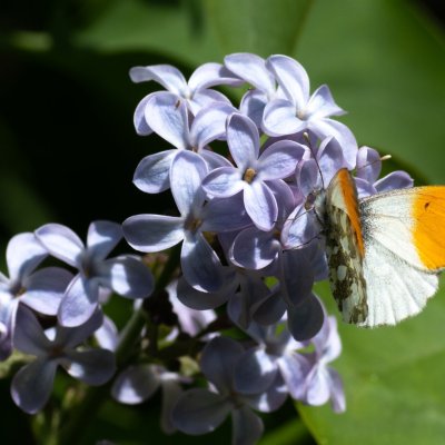 Anthocharis cardamines (bělásek řeřichový), AT, Kreuzberg
