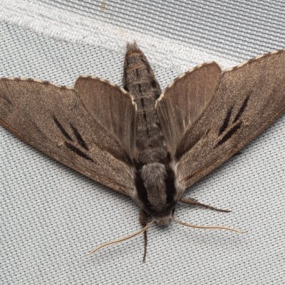 Sphinx pinastri (lišaj borový), NPP Váté písky