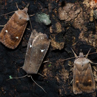 Eupsilia transversa (zimovnice dravá), Žebětín