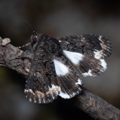 Catephia alchymista (hnědopáska alchymista), GR, Sokraki, Korfu