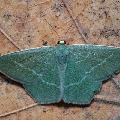 Chlorissa viridata (zelenopláštník hlohový), Hády - Ruženin lom