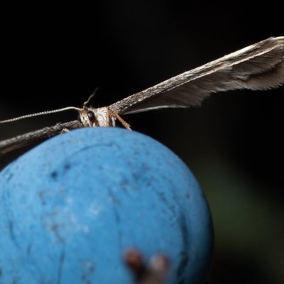 pernatuška, PR Kamenný vrch