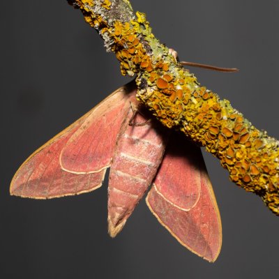 Hyles euphorbiae (lišaj pryšcový), NPR Slanisko u Nesytu