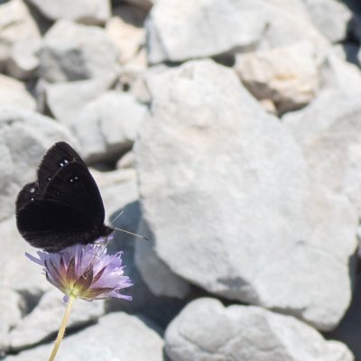 Erebia melas (-), HR, Velika kosa, Velebit