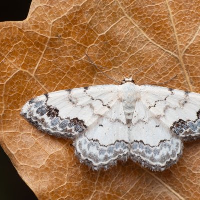 Scopula decorata (vlnopásník ozdobný), NPR Mohelenská hadcová step