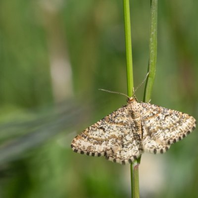 Heliomata glarearia (kropenatec žlutavý), AT, Kreuzberg