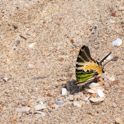 Graphium antiphates (-), TH, Railay