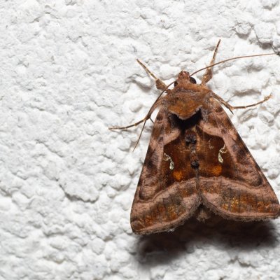 Autographa jota (kovolesklec hluchavkový), IT, Pfelders - Plan, Jižní Tyrolsko