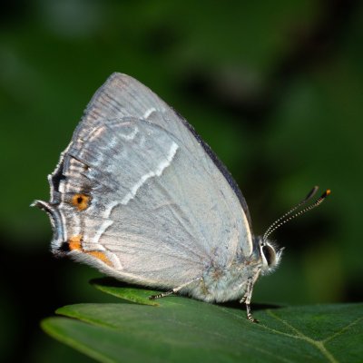 Neozephyrus quercus (ostruháček dubový), Žebětín