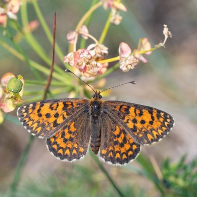 Melitaea trivia (hnědásek jižní), PR Svatý kopeček