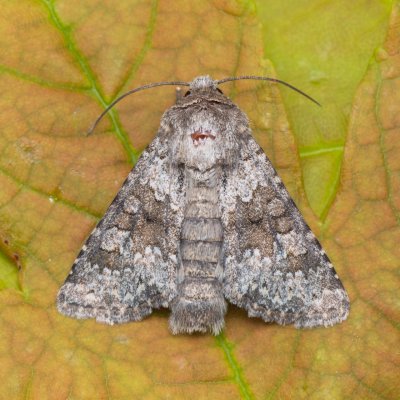 Hecatera dysodea (můra lociková), NPP Červený kopec