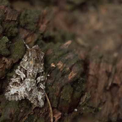 Hada plebeja (můra pampelišková), PP Prosíčka