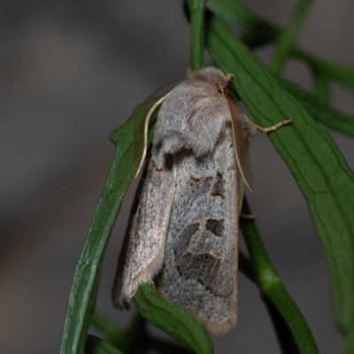 Episema tersa (jasnobarvec východní), HR, Jablanac