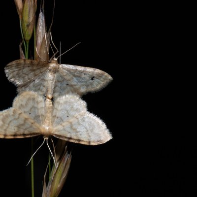 Idaea fuscovenosa (žlutokřídlec lesklý), Hrabětice